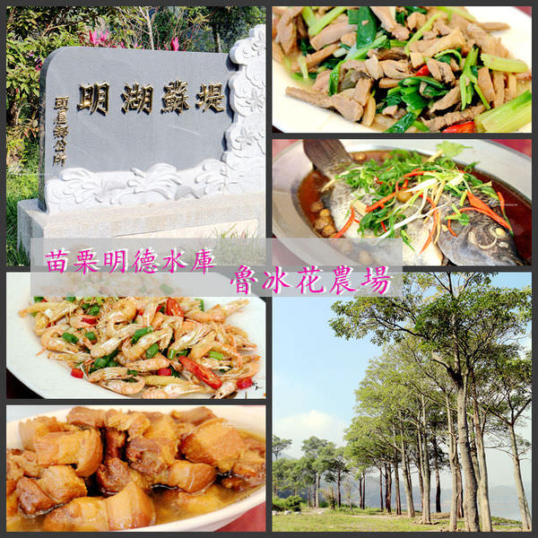 【苗栗 旅遊】明德水庫魯冰花農莊 明湖蘇堤 福菜製作DIY 客家好料理 一日遊好去處